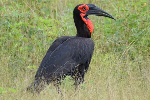 Southern Ground Hornbill