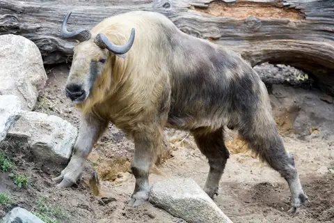 Chinese Takin