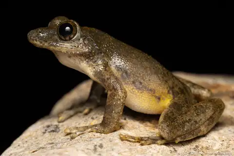 Kajika Frog