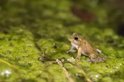 Yaeyama Kajika Frog