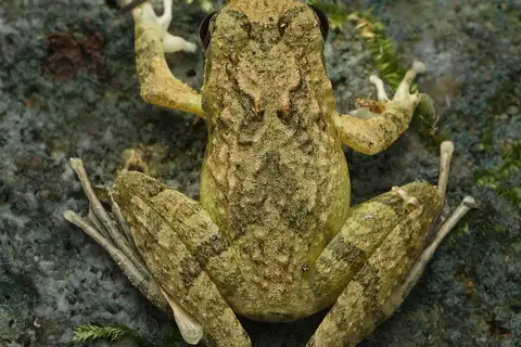 Ryukyu Kajika Frog