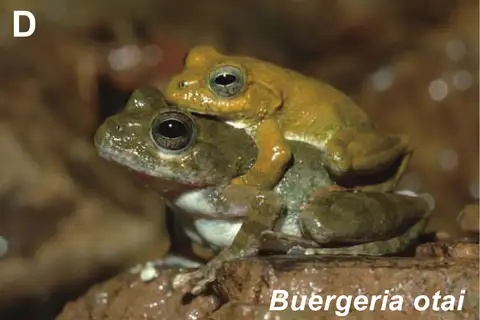 Ota's stream tree frog