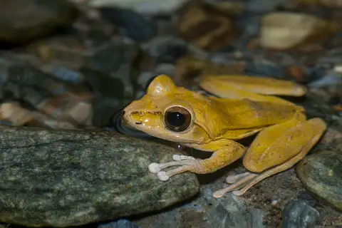 Robust Kajika Frog