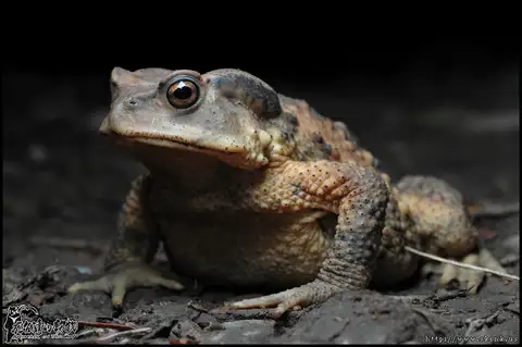 Taiwan Common Toad