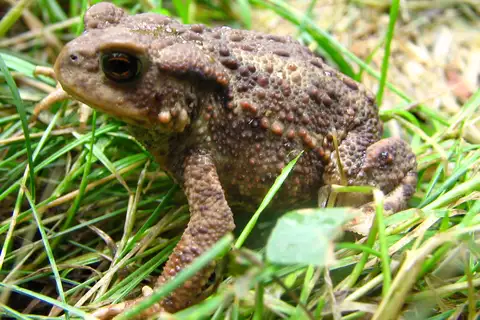 European Toad