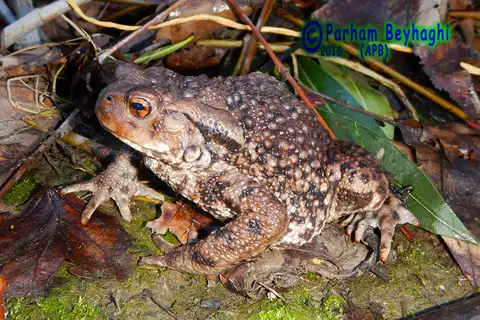 Eichwald's Toad