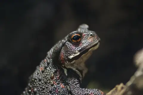 Eastern-Japanese Common Toad