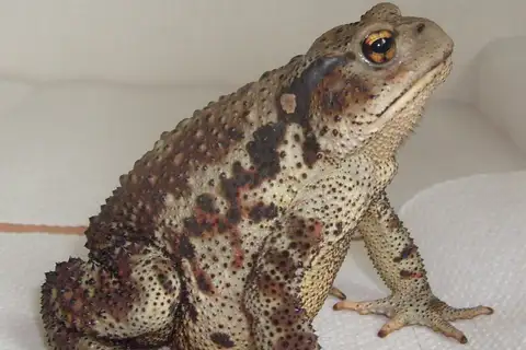 Asiatic Toad