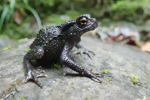 Western Japanese Common Toad