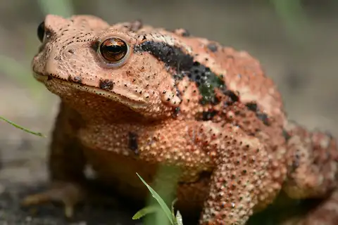 Sakhalin Toad