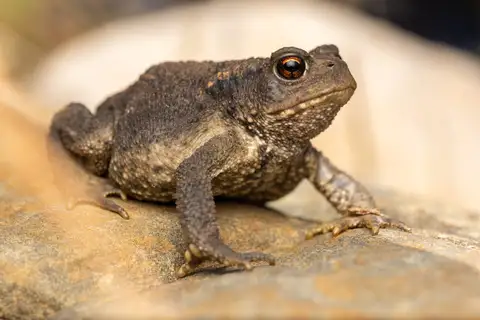 Spiny Toad