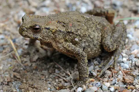 Water Toad