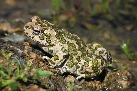 Cyprian Green Toad