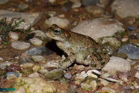 Lorestan Earless Toad