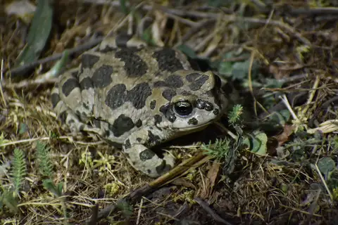 Xinjiang toad