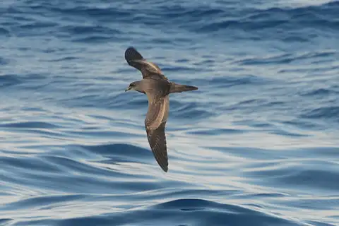 Bulwer's Petrel
