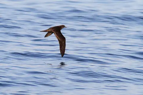 Jouanin's Petrel