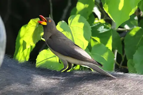 Yellow-billed Oxpecker