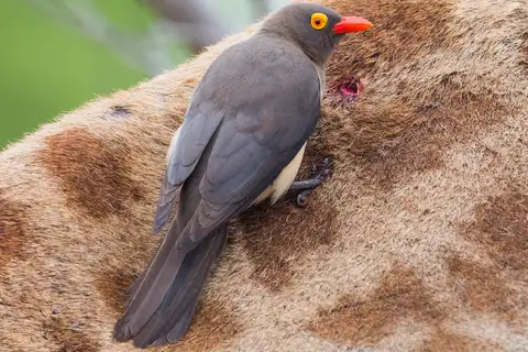 Red-billed Oxpecker