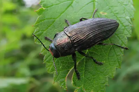 Pink-faced jewel beetle