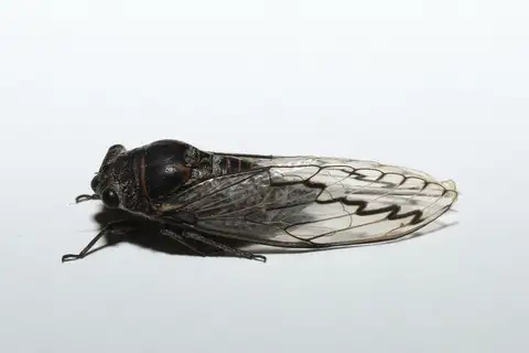 Western Bark Cicada