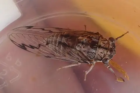 Small Northern Bark Cicada