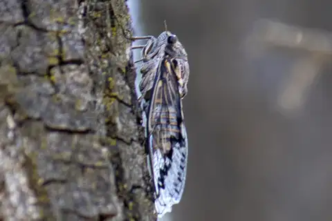 Queensland Bark Cicada