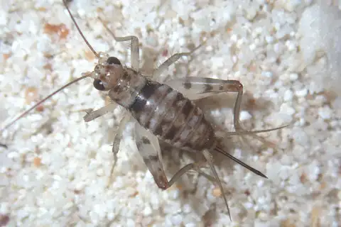 Pacific shore cricket