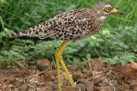 Spotted Thick-knee