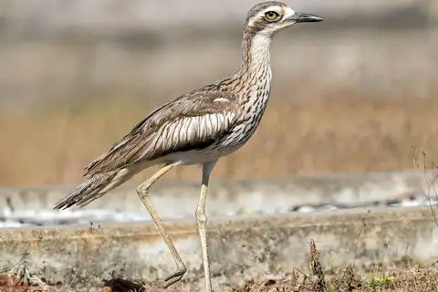 Bush Stone-curlew