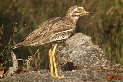 Indian Stone-curlew