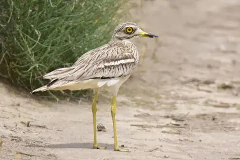 Eurasian Stone-curlew