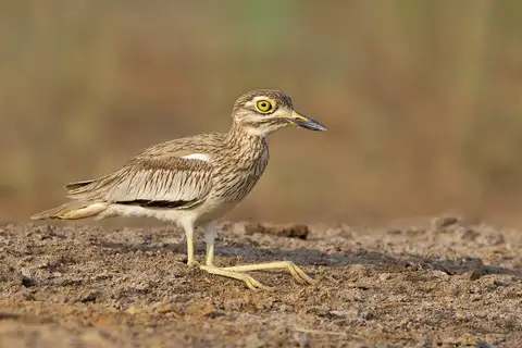 Senegal Thick-knee
