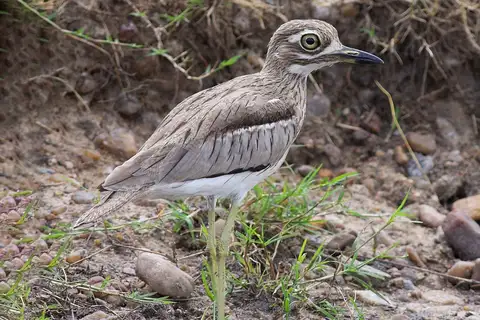 Water Thick-knee