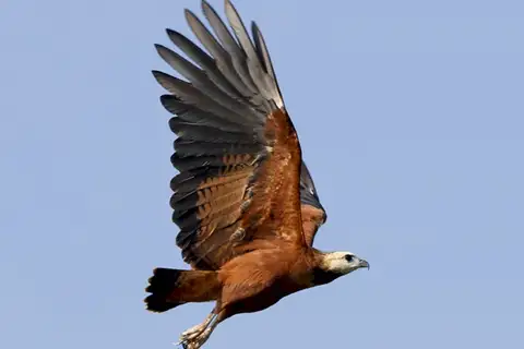Black-collared Hawk