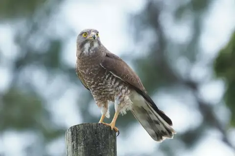 Grey-faced Buzzard