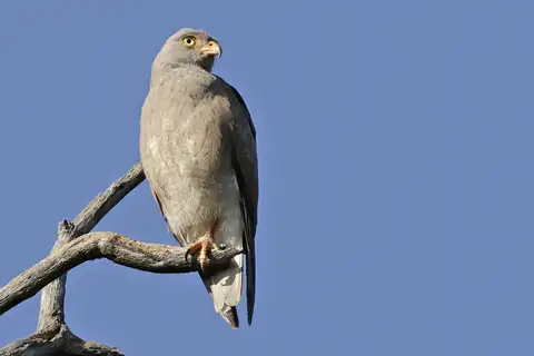 Rufous-winged Buzzard