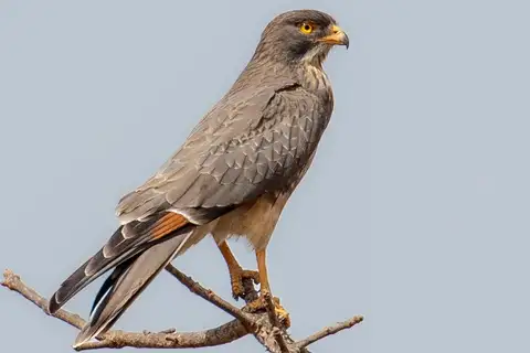 Grasshopper Buzzard