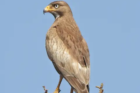 White-eyed Buzzard