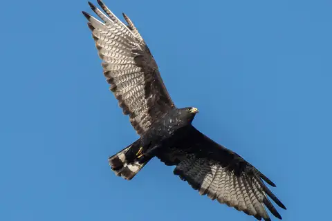 Zone-tailed Hawk