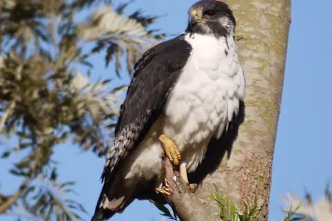 Augur Buzzard