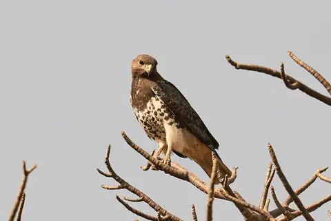 Red-necked Buzzard