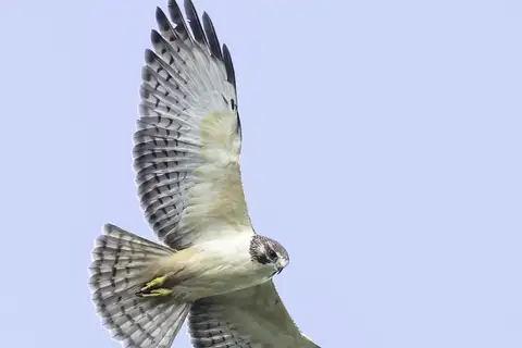 Short-tailed Hawk