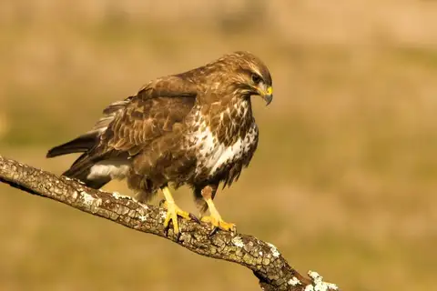 Common Buzzard