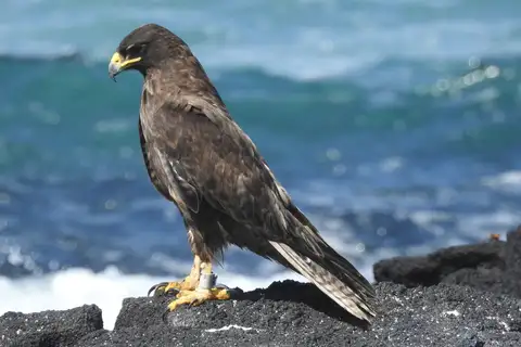 Galapagos Hawk