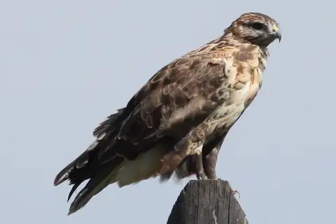 Upland Buzzard