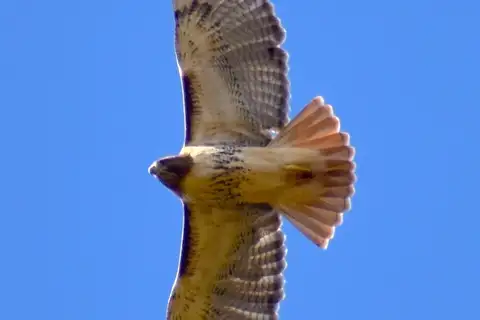 Red-tailed Hawk