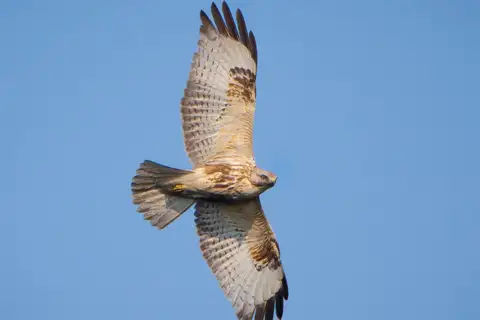Eastern Buzzard