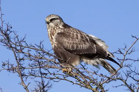 Rough-legged Buzzard