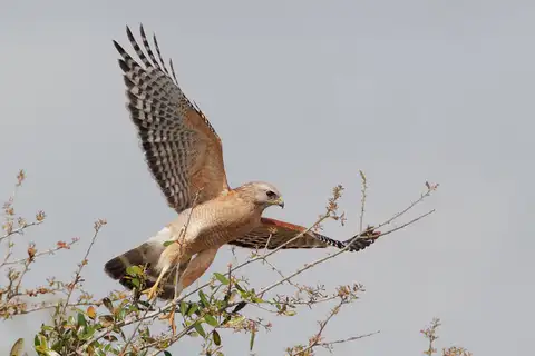 Red-shouldered Hawk